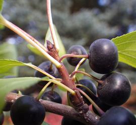   Fruits:   Rhamnus cathartica ; Photo by Matt Lavin, eol.org
